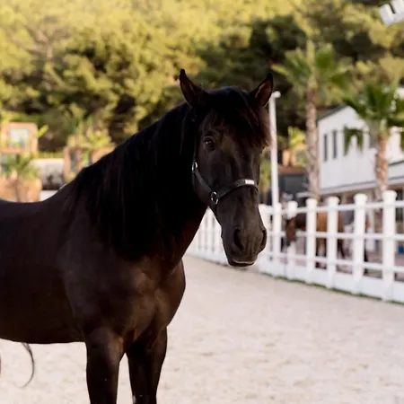 Szálloda Asha Country *