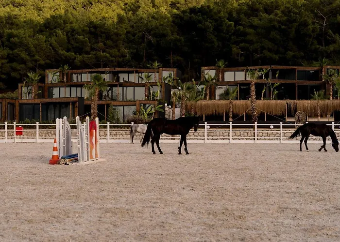 Asha Country אורלה