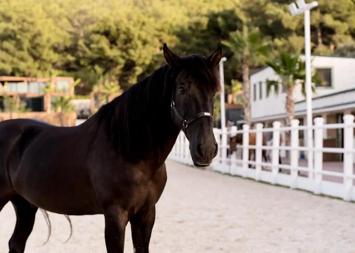 Hotel Asha Country *